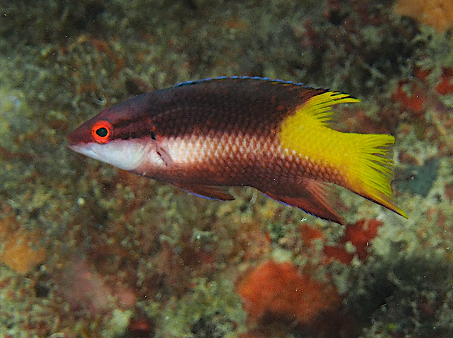 Spotfin Hogfish